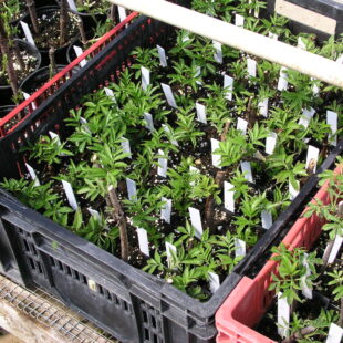 Elderberry Breeding