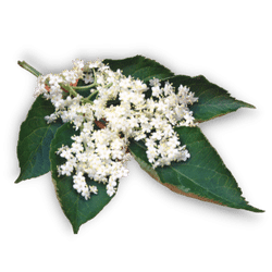 Elderberry Design Elements (7)