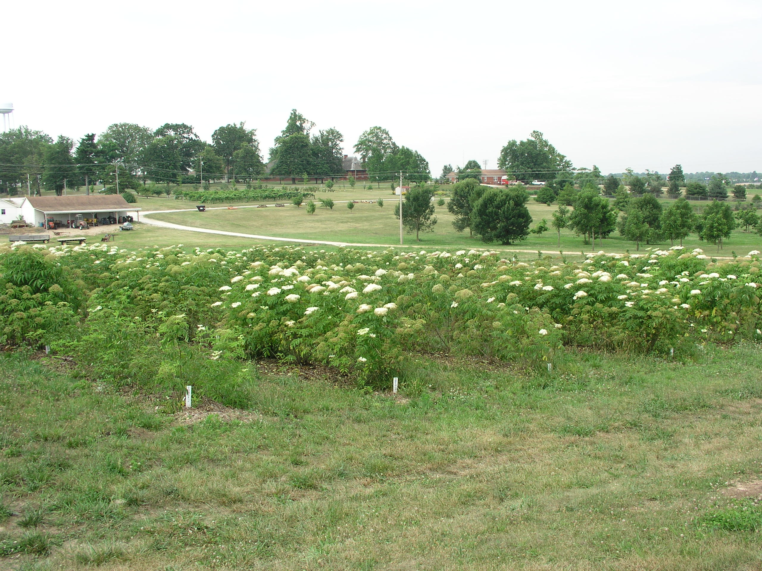Cultivar Performance in Diverse Environments