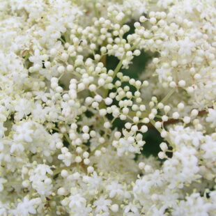Elderberry Economics