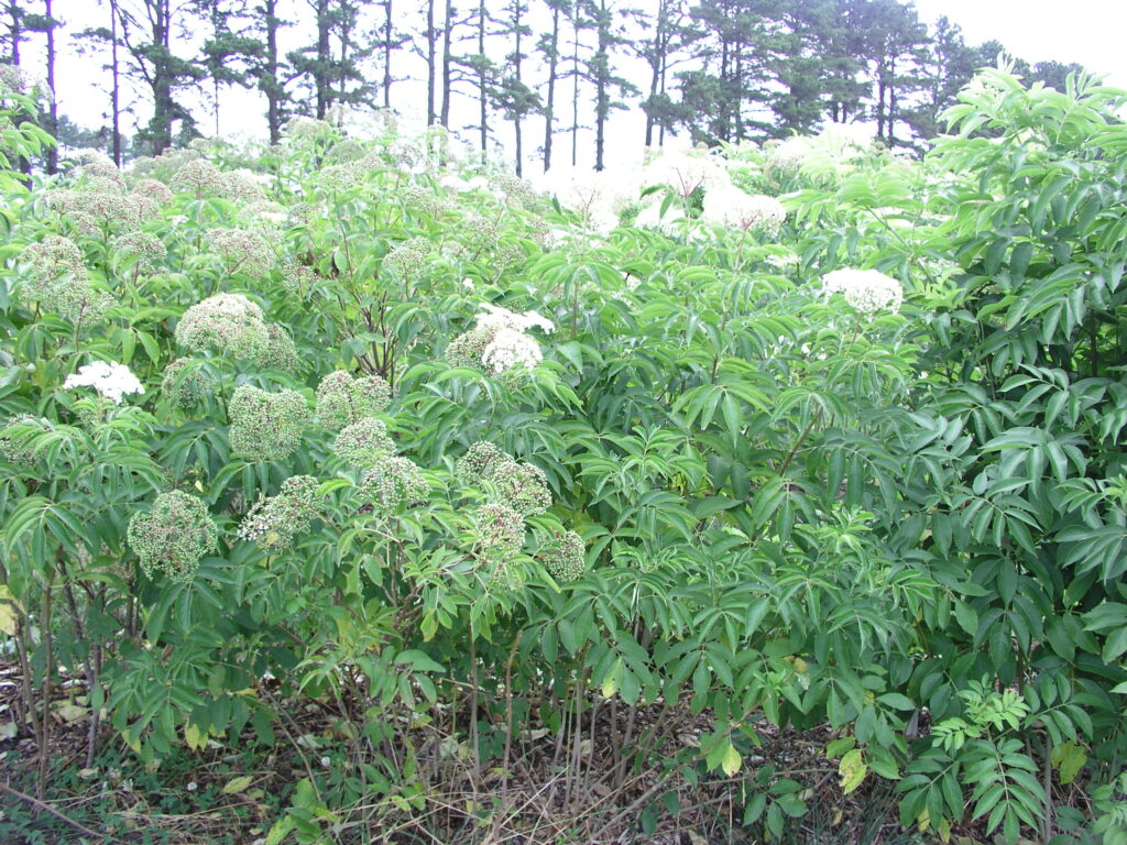 Elderberry Fields