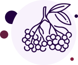 Elderberry