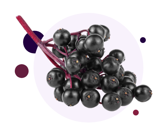 Elderberries Still on The Stem