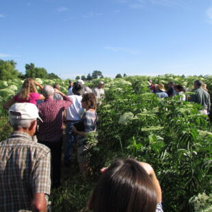 Elderberry Outreach