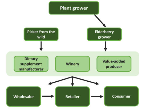 Growing & Marketing Elderberry