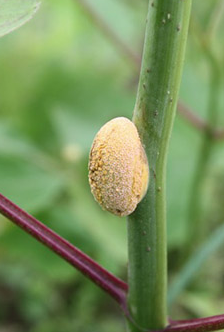 Elderberry Rust Management