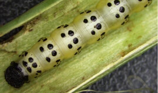 Spindle Worm Management