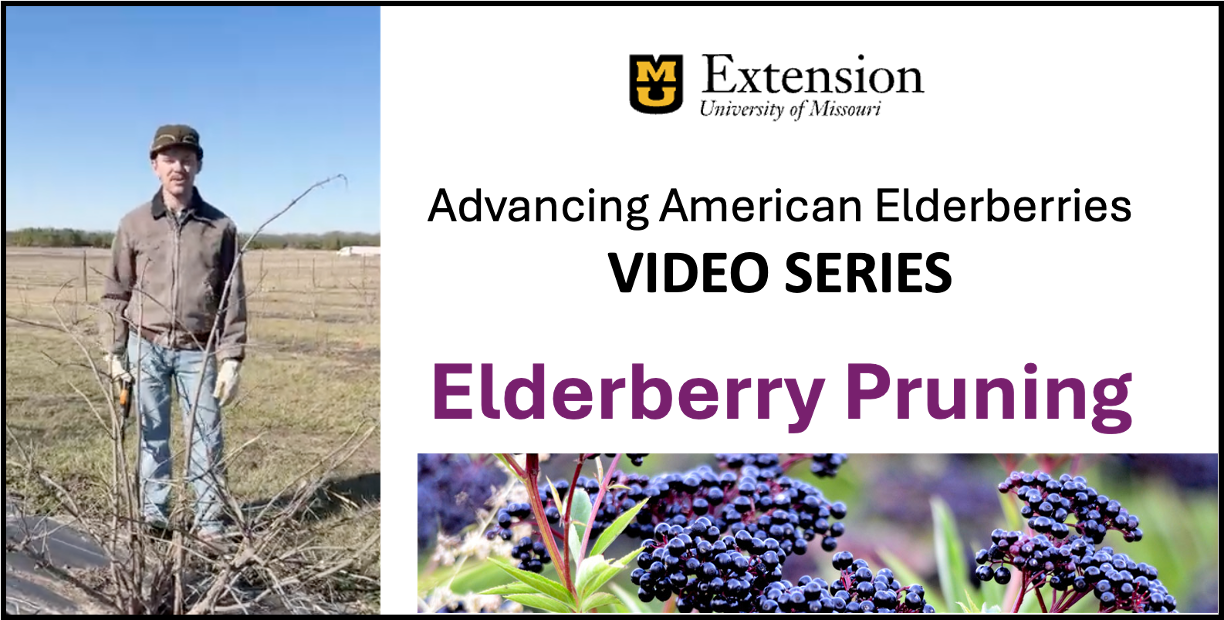 Elderberry Pruning